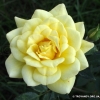 Yellow Doll